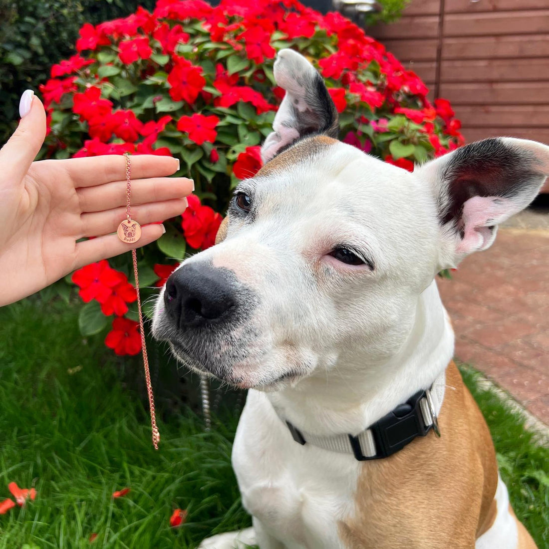 ETERNAL PAW – COLLAR PERSONALIZABLE